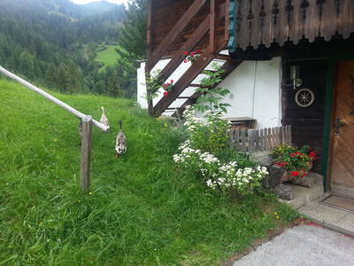 Bild 68 aus  Bauernhaus Gschwandner