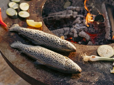 Bild 61 aus  Refugien Am WILDBACHBERG