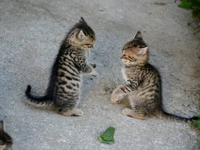 Bild 23 aus  Ferienhaus Zwickelreith