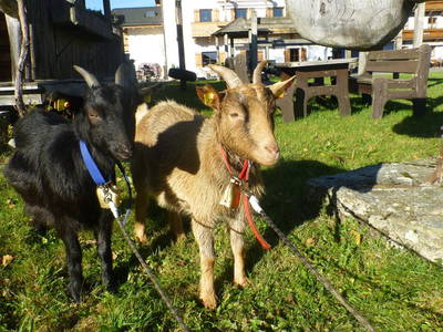 Bild 63 aus  Obersinnlehenhof