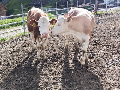 Bild 55 aus  Baby und Kinderbauernhof Happmannhof