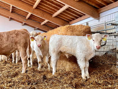 Bild 12 aus  Auf'm Hof