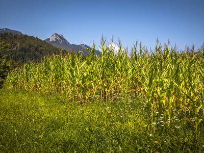 Bild 113 aus  Klinglerbauer