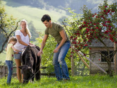 Bild 8 aus  Testhof UaB NÖ