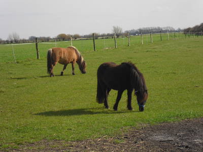 Bild 9 aus  Ferien- und Bauernhof Weiland
