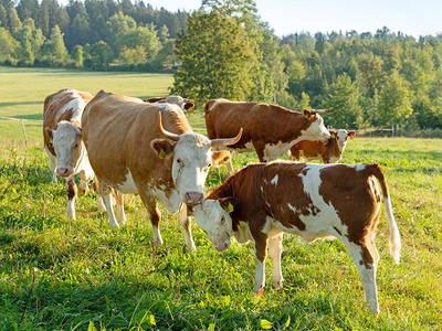 Bild 19 aus  Weberhof am Titisee