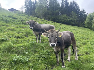 Bild 7 aus  Pfandlinghof