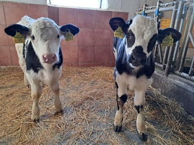 Bild 46 aus  Prechtlerhütte