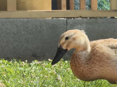 Bild 29 aus  MiklauTz Naturhof