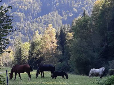 Bild 36 aus Steinacher