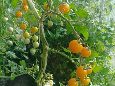 Bild 43 aus  Ferienhaus Weinmeyer 