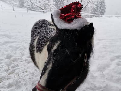 Bild 89 aus  Vordersattlegg