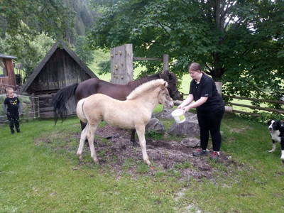 Bild 238 aus  Der Perweinhof