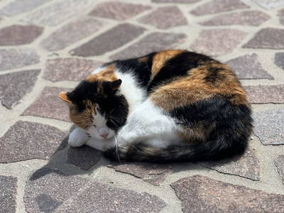 Bild 63 aus  Reiterbauer Chalet