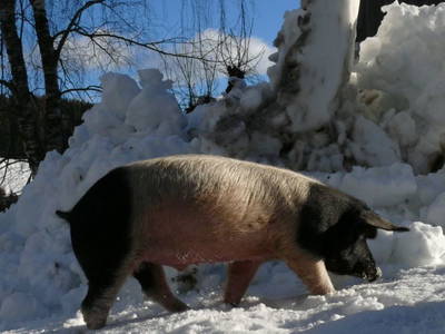 Bild 63 aus  Bauernhof  Pichler