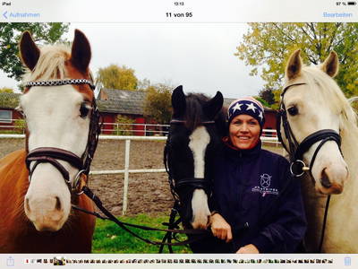 Bild 38 aus  Gestüt Hof am See