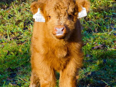 Bild 18 aus  Ferienheim Riedhof