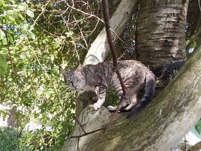 Tiger will hoch hinaus...