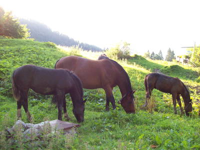 Bild 8 aus  Bichlerhof