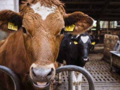 Bild 7 aus  Eichenhof Grauel