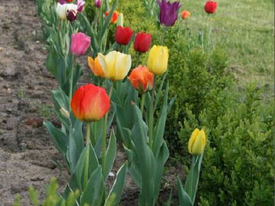 Bild 4 aus  Kreuger's Hof