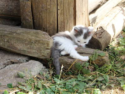 Bild 8 aus  Sigmundenhof