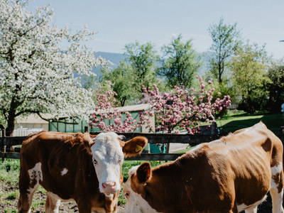 Bild 8 aus  Hainzlmeirhof mit Blick in die Berge
