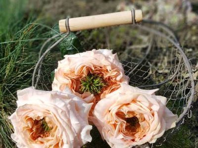 Bild 13 aus  Uttas Lodge