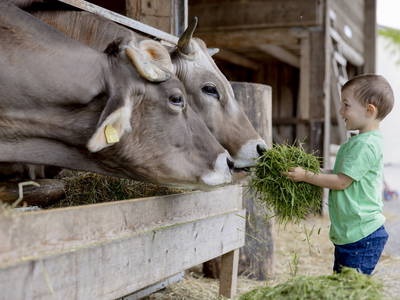 Bild 3 aus  Ferienbauernhof Ohr