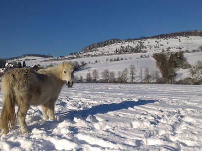 Bild 50 aus  Familienbauernhof Faß