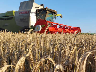 Bild 6 aus  Hof Albersmeier Urlaub am Stall