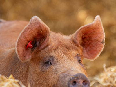 Bild 7 aus  Landhaus-Apartments