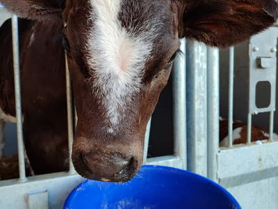 Bild 26 aus  Allgäu Bergferienhof