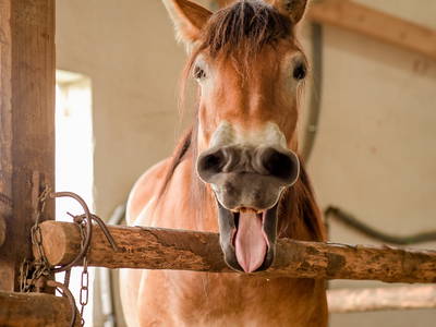 Bild 14 aus  Nengshof – Natururlaub in der Eifel