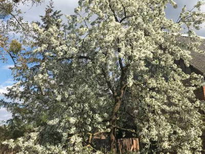 Bild 6 aus  Ferienhaus Landlust