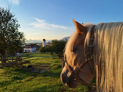 Unsere Haflinger genießen den Ausblick