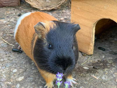 Bild 30 aus  Bauernhofurlaub auf Larbigs Art