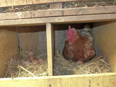 hier kommt das Frühstücksei