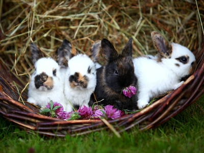 Bild 12 aus  Ferien-Landhaus-Isolde