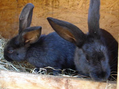 Bild 22 aus  Ferienhof Fink