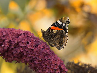 Bild 46 aus  Heumanns Blockhäuser am Wald