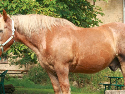 Bild 14 aus  Gutshof Hungerburg