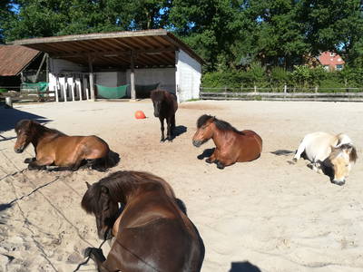 Bild 20 aus  Dennhornshof