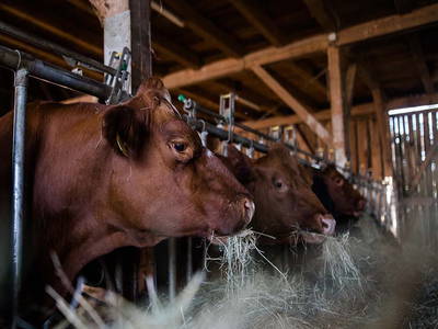 Bild 28 aus  Simmernhof Mossendorf