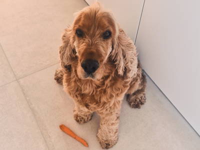 Bild 22 aus  Ferienhaus Schilz