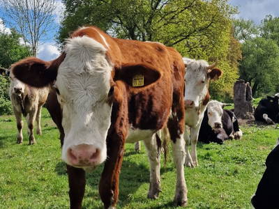 Bild 38 aus  Hof Alte Zeiten