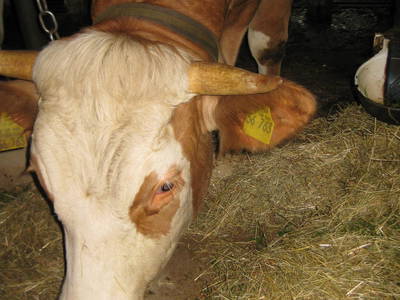 Bild 6 aus  Winklerhof-Kinderlandbauernhof, Familie Esterer