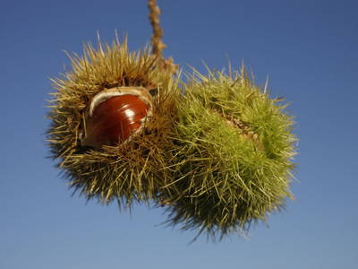 Bild 19 aus  Stettnerhof