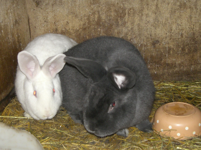 Bild 9 aus  Unterschöpferhof