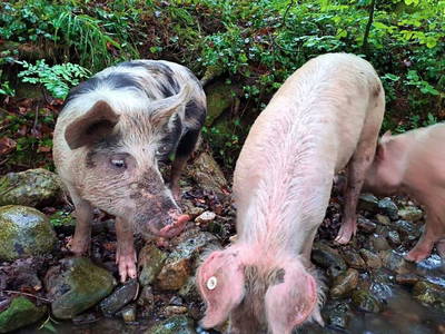 Bild 5 aus  Weiglhof